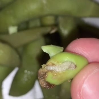 Lucky Star Chinese Restaurant - I found this larvae in my edamame! Sick to my stomach as I have been ordering here for months sad to say customer lost - Chinese Near Me - Davie, Florida Lucky Star Chinese Restaurant - I found this larvae in my edamame! Sick to my stomach as I have been ordering here for months sad to say customer lost - Chinese Near Me - Davie, Florida