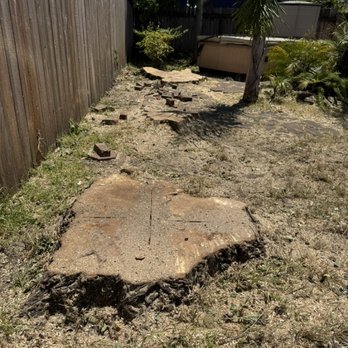 Superior Tree Service - After Tree Removal - Tree Services Near Me - San Jose, California Superior Tree Service - After Tree Removal - Tree Services Near Me - San Jose, California