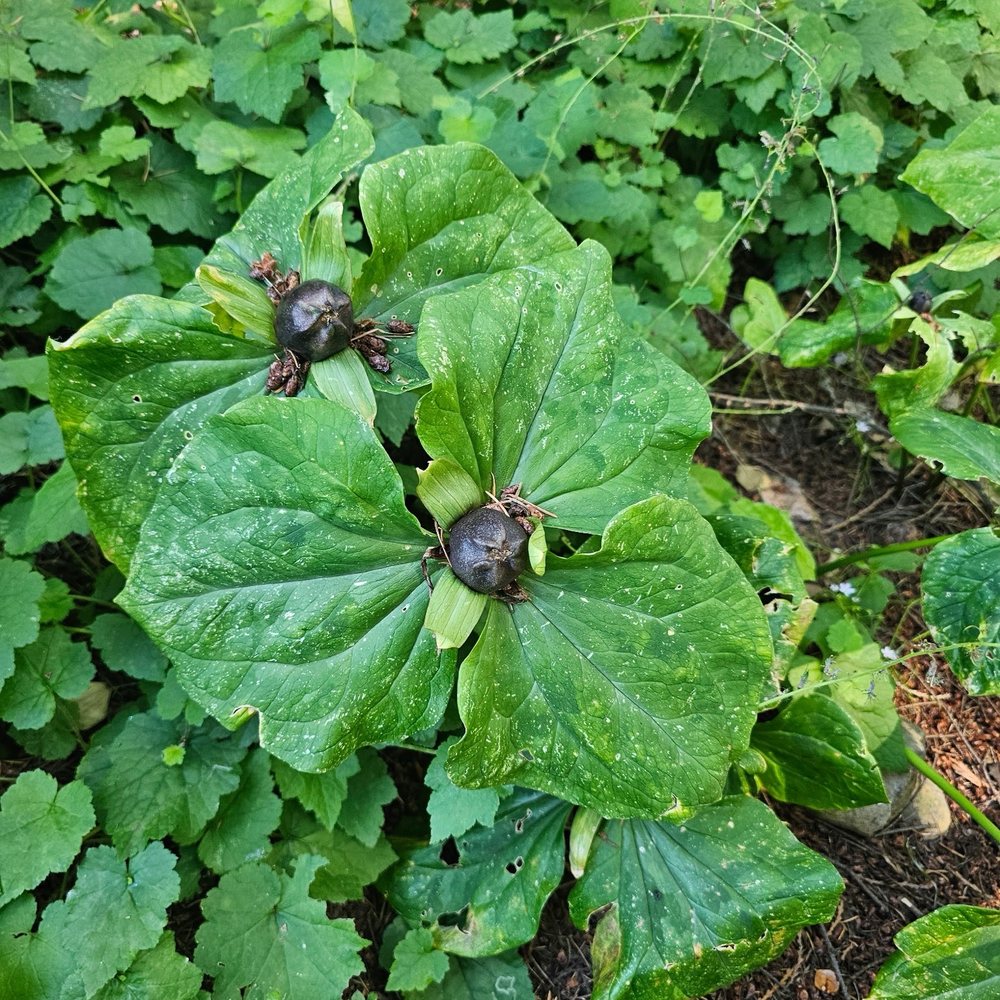 Leach Botanical Garden - Botanical Gardens Near Me - Portland, Oregon