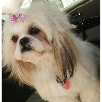 Best Friends Pet Hotel - Coco after her grooming visit - Pet Training Near Me - Greenbrook, New Jersey