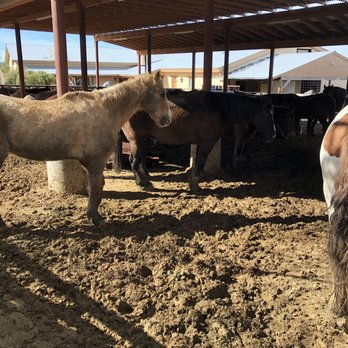 Tanque Verde Guest Ranch - Ankle deep manure. - Hotels Near Me - Tucson, Arizona