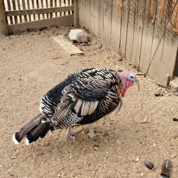 Littleton Museum - Turkey - Museums Near Me - Littleton, Colorado Littleton Museum - Turkey - Museums Near Me - Littleton, Colorado