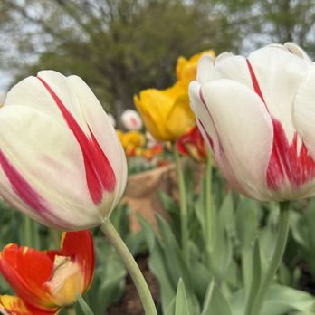 Myriad Botanical Gardens - Botanical Gardens Near Me - Oklahoma City, Oklahoma
