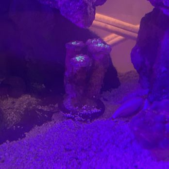 Lighthouse Aquatics - My blasto - Aquarium Services Near Me - Indio, California