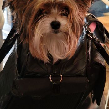 Yoli's Yorkies - Our Littles Biewer terrier - Pet Breeders Near Me Yoli's Yorkies - Our Littles Biewer terrier - Pet Breeders Near Me