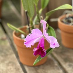 Gallup & Stribling Orchids - Cattleya