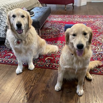 Shadalane Golden Retrievers - Pet Training Near Me - Vista, California Shadalane Golden Retrievers - Pet Training Near Me - Vista, California