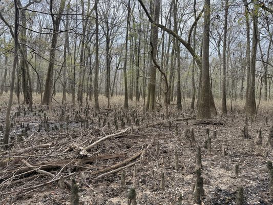 Congaree National Park by null