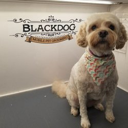 BlackDog Mobile Pet Grooming