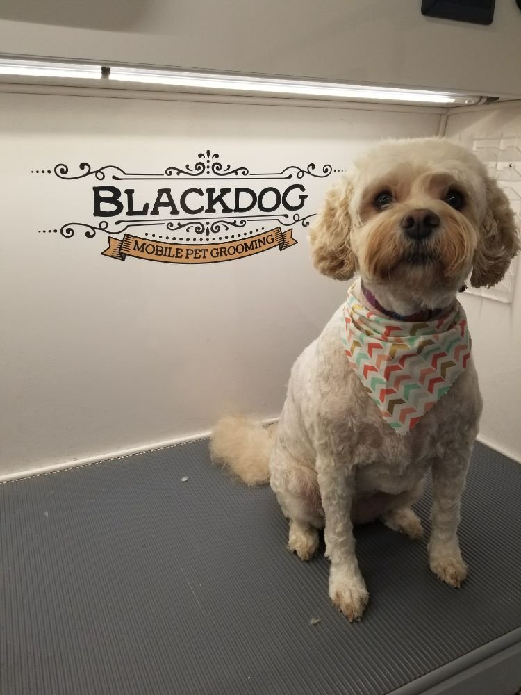 BLACKDOG MOBILE PET GROOMING Updated August 2024 11 Reviews 3129