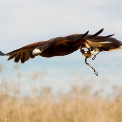 The Falconry Experience