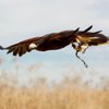 The Falconry Experience gift card