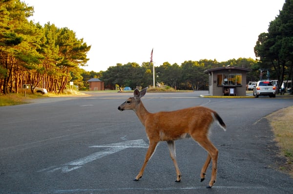 Nehalem Bay State Park by null