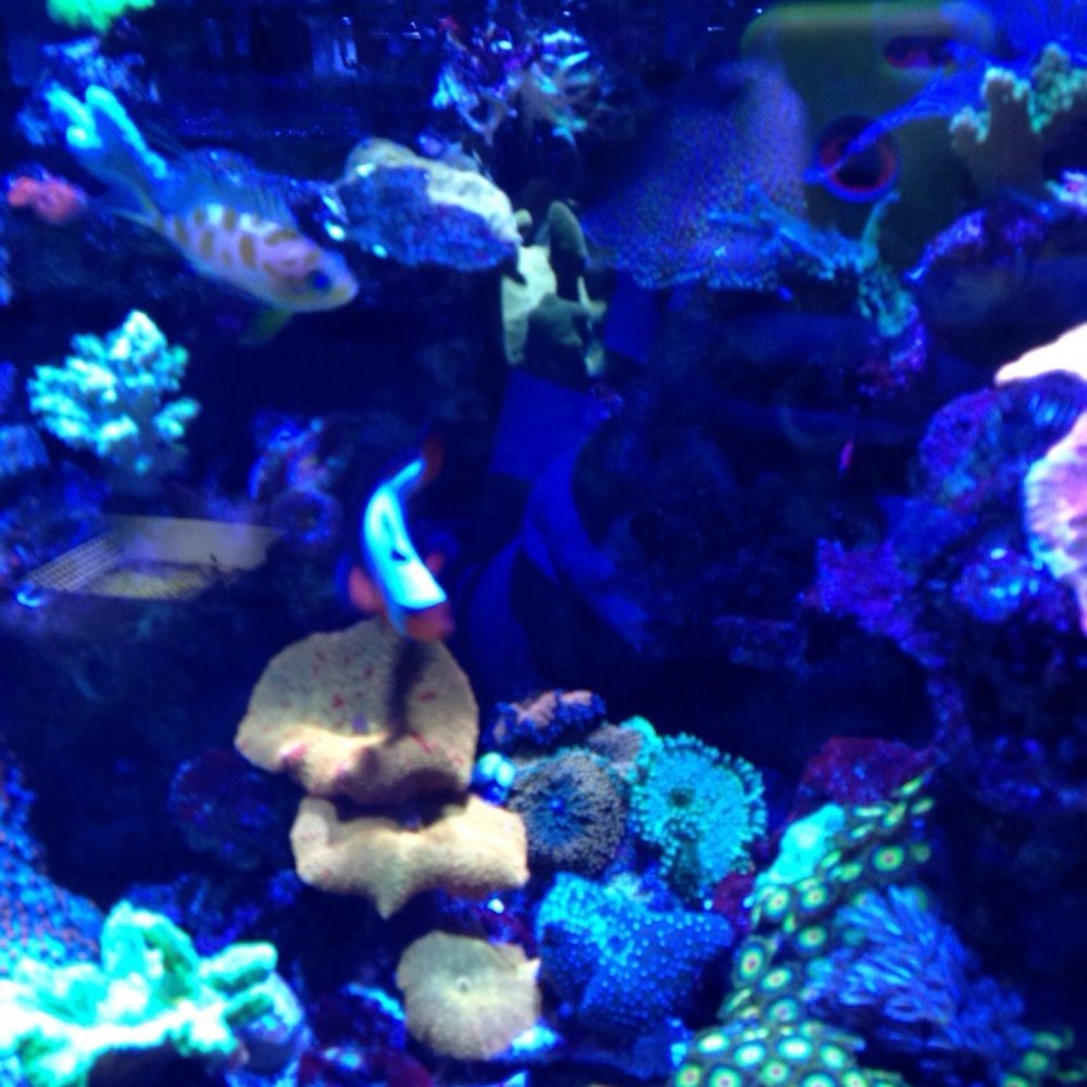 Neptune Aquatics - Aquarium Services Near Me - San Jose, California Neptune Aquatics - Aquarium Services Near Me - San Jose, California