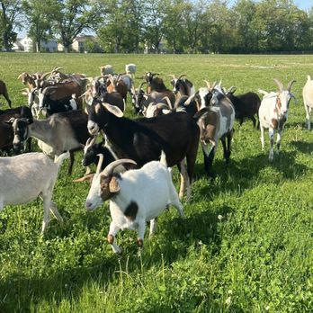 Kamins Farm Sanctuary - Animal Shelters Near Me