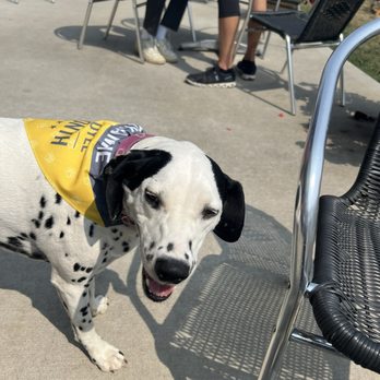 Whiskey Thief Distilling - They have the best dogs there to greet you! - Distilleries Near Me - Frankfort, Kentucky Whiskey Thief Distilling - They have the best dogs there to greet you! - Distilleries Near Me - Frankfort, Kentucky