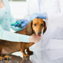 Photo of Ohana Veterinary Hospital