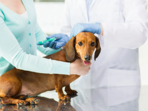 Ohana Veterinary Hospital - pet boarding facility in Honolulu, HI