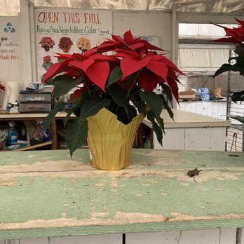 Gribaudo Farms - Poinsettia - Nurseries & Gardening Near Me - Lodi, California Gribaudo Farms - Poinsettia - Nurseries & Gardening Near Me - Lodi, California