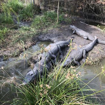 Crocodile Encounter - Zoos Near Me - Angleton, Texas