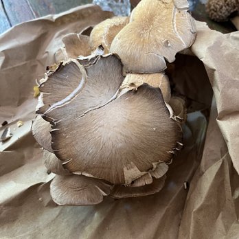 Cucina Migrante - Oyster mushroom - Personal Chefs Near Me - San Diego, California Cucina Migrante - Oyster mushroom - Personal Chefs Near Me - San Diego, California