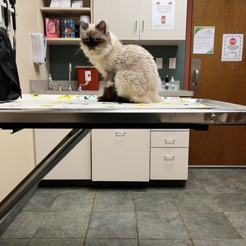 Elmhurst Animal Care Center - Veterinarians Near Me - Elmhurst, Illinois Elmhurst Animal Care Center - Veterinarians Near Me - Elmhurst, Illinois