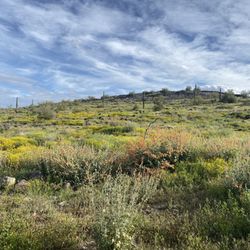 Deem Hills Recreation Area - Wildflowers 3/2023