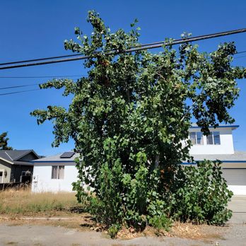 Carlo's Tree Service - Before - Tree Services Near Me Carlo's Tree Service - Before - Tree Services Near Me