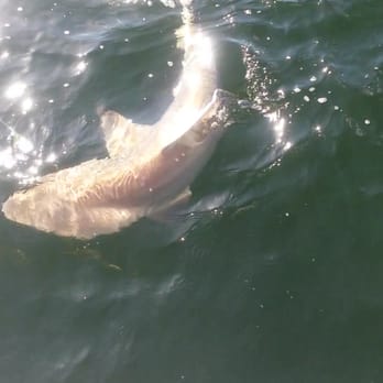 Rod Bending Charters - Larger black tip shark. - Fishing Near Me - Galveston, Texas