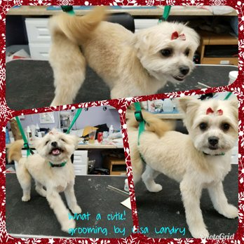 Otto's Pretty Paws - Pet Groomers Near Me - Oldsmar, Florida