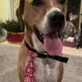 Photo of Ann's Pet Service