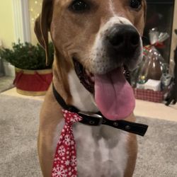 Ann's Pet Service - Houston the anxious dog.