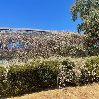 Mendoza’s Lawn Maintenance - Lawn Services Near Me Mendoza’s Lawn Maintenance - Lawn Services Near Me