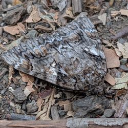 Leona Heights Park - Moth right at the trail entrance