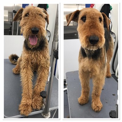 SALAS PAW SPA MOBILE DOG GROOMING - 14 Photos - Pet Groomers - Tracy, CA - Phone Number - Yelp