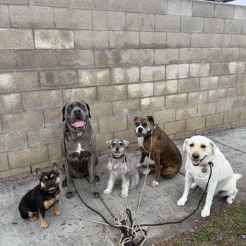 OC Lucky Dogs - Pet Training Near Me OC Lucky Dogs - Pet Training Near Me