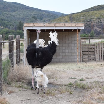 Quail Run Ranch - Aldrich the Ostrich and his little goat friend running toward me. - Tours Near Me - Lake Hughes, California Quail Run Ranch - Aldrich the Ostrich and his little goat friend running toward me. - Tours Near Me - Lake Hughes, California