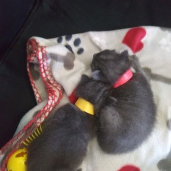 Osceola County Animal Services - Sweet Pea & Jackie Blue - Animal Shelters Near Me - St. Cloud, Florida Osceola County Animal Services - Sweet Pea & Jackie Blue - Animal Shelters Near Me - St. Cloud, Florida