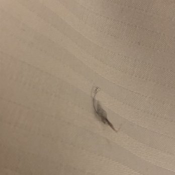 The Hotel At River Rock - PUBIC HAIR ON MY SHEET! - Hotels Near Me - Richmond, British Columbia The Hotel At River Rock - PUBIC HAIR ON MY SHEET! - Hotels Near Me - Richmond, British Columbia