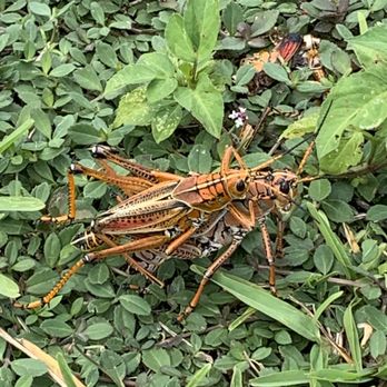 Anhinga Trail - 07.19.19 huge bright orange and yellow grasshoppers - Hiking Near Me - Homestead, Florida Anhinga Trail - 07.19.19 huge bright orange and yellow grasshoppers - Hiking Near Me - Homestead, Florida