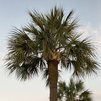 Fiddlers Seafood Restaurant - two palm trees on the beach - Seafood Near Me - Ridgeland, South Carolina Fiddlers Seafood Restaurant - two palm trees on the beach - Seafood Near Me - Ridgeland, South Carolina