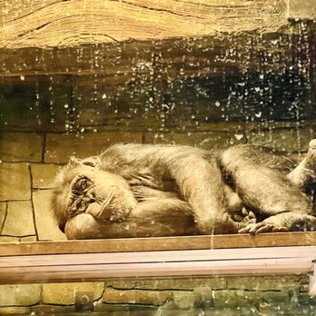 Houston Zoo - I wanna be him and chill, too. - Zoos Near Me - Houston, Texas Houston Zoo - I wanna be him and chill, too. - Zoos Near Me - Houston, Texas