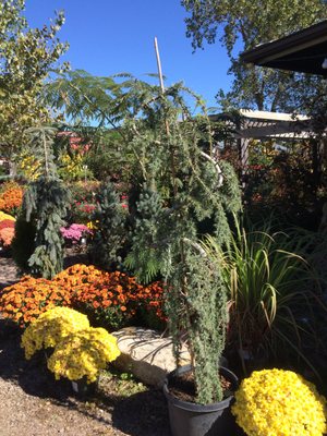 Jerry's Nursery & Landscaping by null