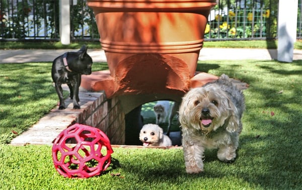 canyon ranch dog boarding