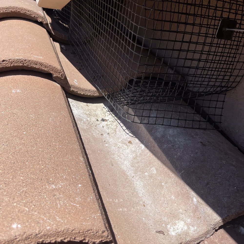 Lukas Pigeon Removal & Gutter Cleaning - No more access for the birds. - Gutter Services Near Me Lukas Pigeon Removal & Gutter Cleaning - No more access for the birds. - Gutter Services Near Me