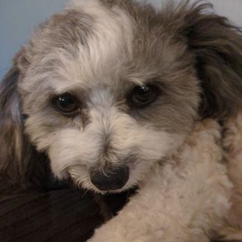 Biggs Pet Sitting Service - Pet Sitting Near Me - Ocean Springs, Mississippi Biggs Pet Sitting Service - Pet Sitting Near Me - Ocean Springs, Mississippi