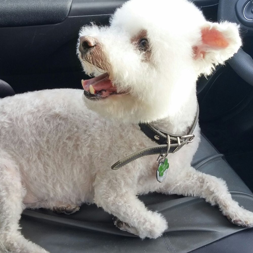 Calling All Paws - Pet Groomers Near Me - Las Vegas, Nevada Calling All Paws - Pet Groomers Near Me - Las Vegas, Nevada