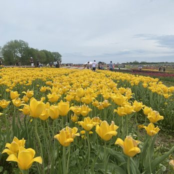 Richardson Farms - yellow tulips - Christmas Trees Near Me - Spring Grove, Illinois