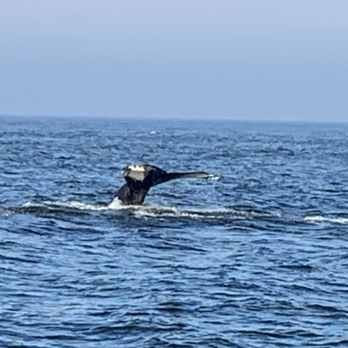 Rudee Tours - Humpback - Tours Near Me - Virginia Beach, Virginia Rudee Tours - Humpback - Tours Near Me - Virginia Beach, Virginia