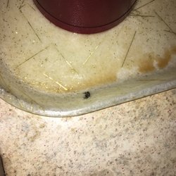 Family Steakhouse - A fly stuck to the tray the cups sit on.